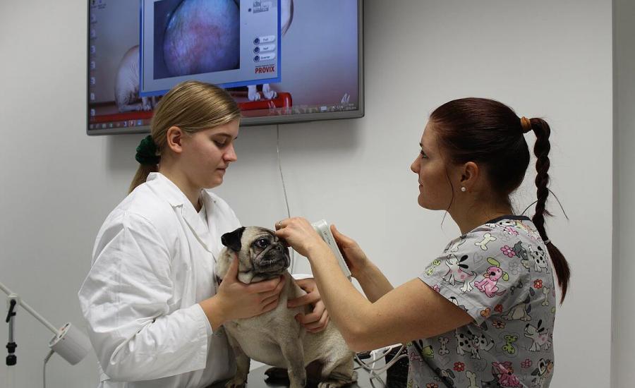 Veterinarski Tehnik | Www.bic-lj.si